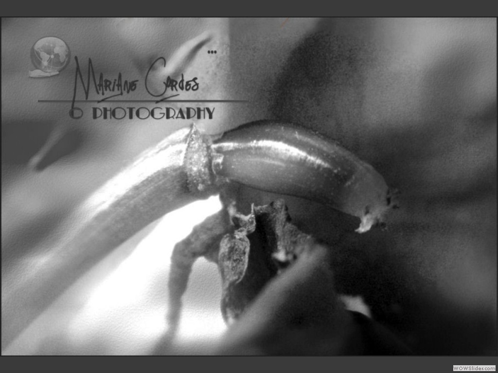 MC_Macro_12-06-2012