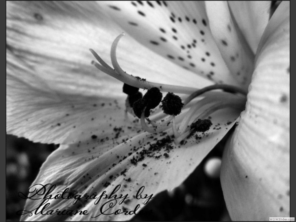 MC_Pollen1