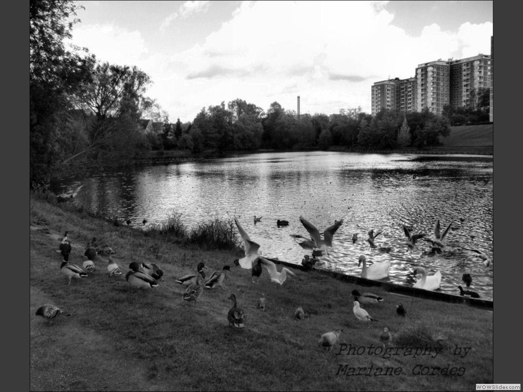 MC_pond2