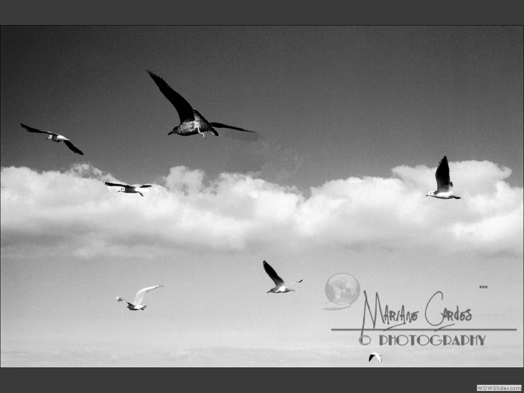 MC_Seagulls
