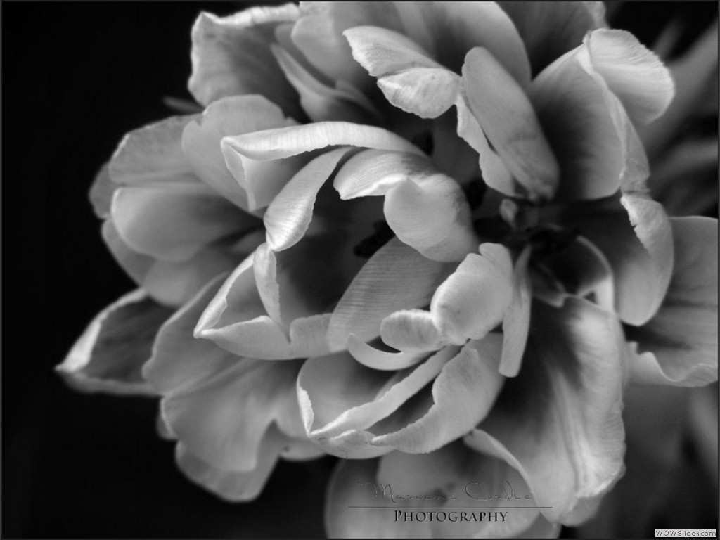 MC_Sweet_Flower