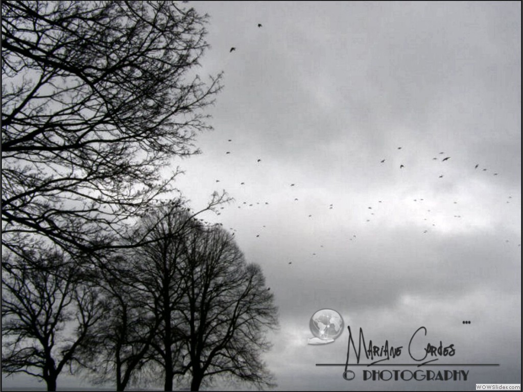 MC_The-Birds1
