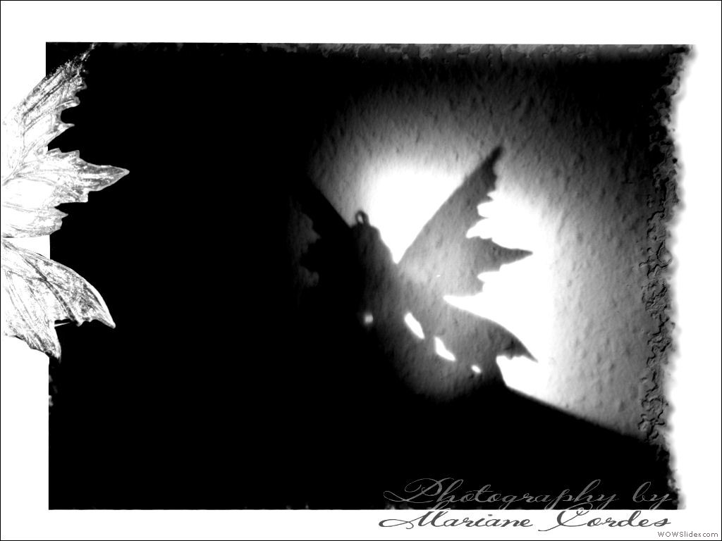 MC_Shadow