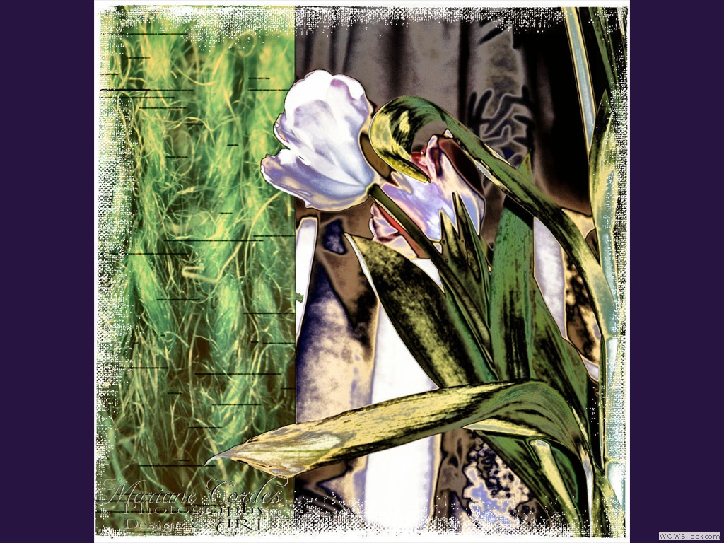MC Tulips-End