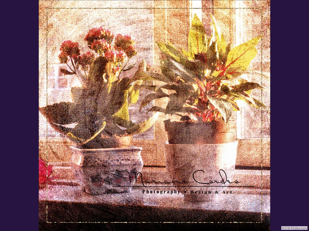 MC-flowers