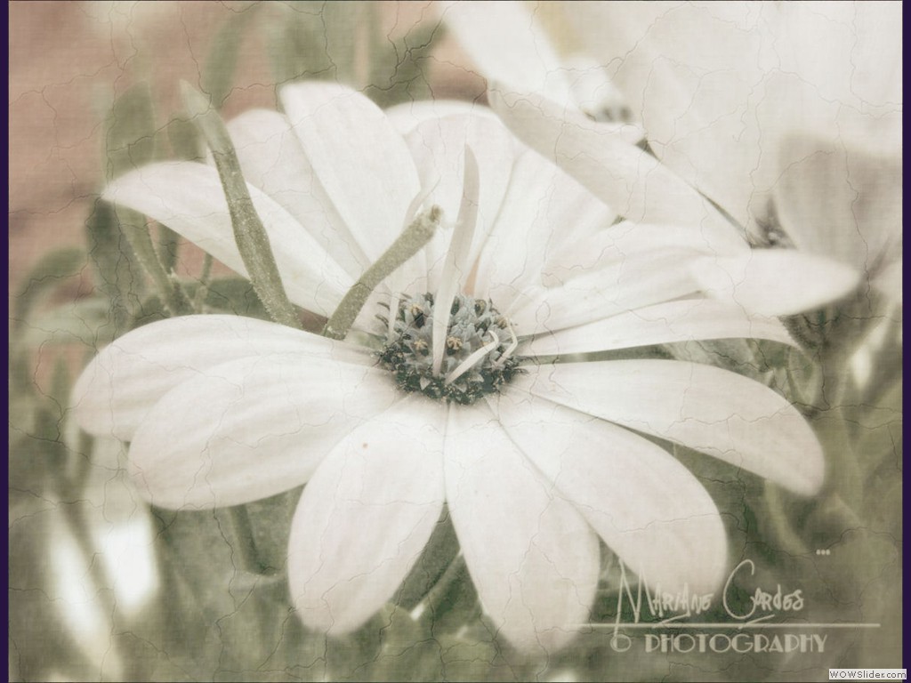 Pastel