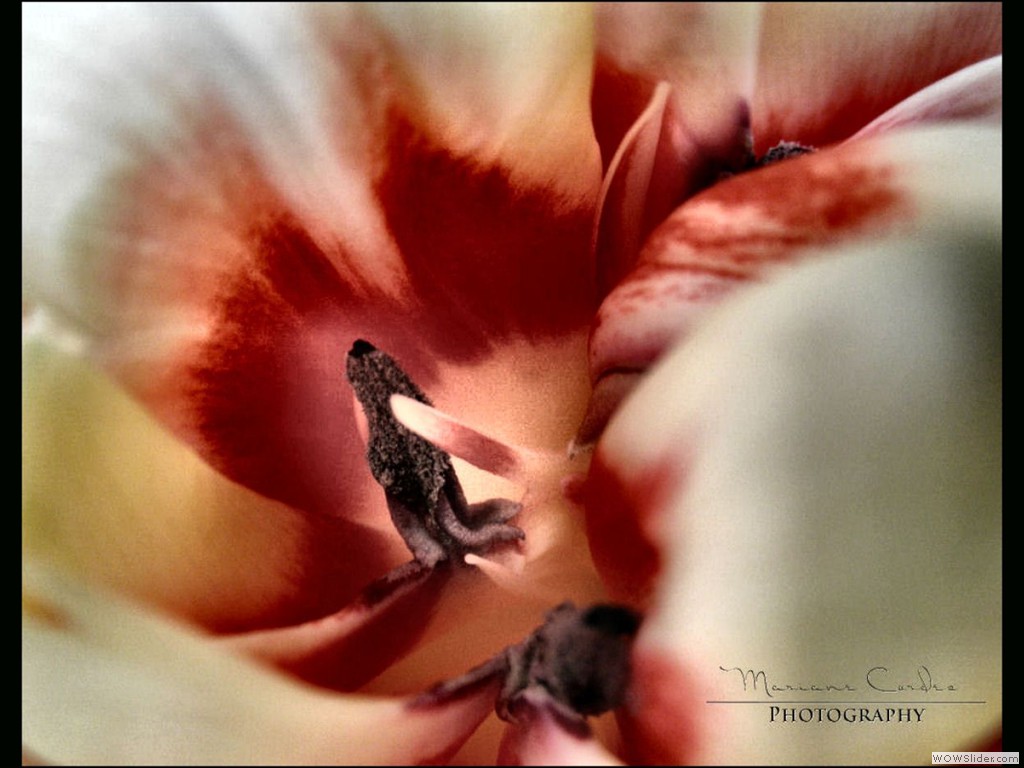 MC_Heart_Of_Tulip