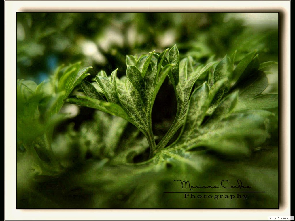 MC_Mandagstema_persille_11-06-2012