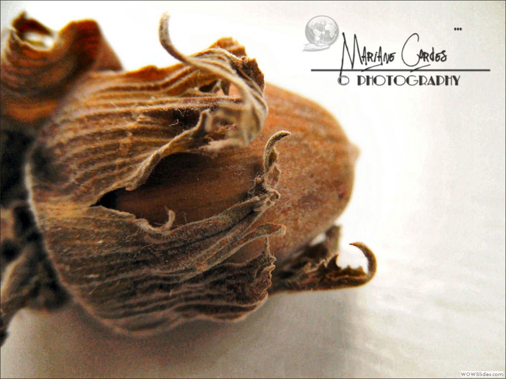 MC-Nut_24-09-2012