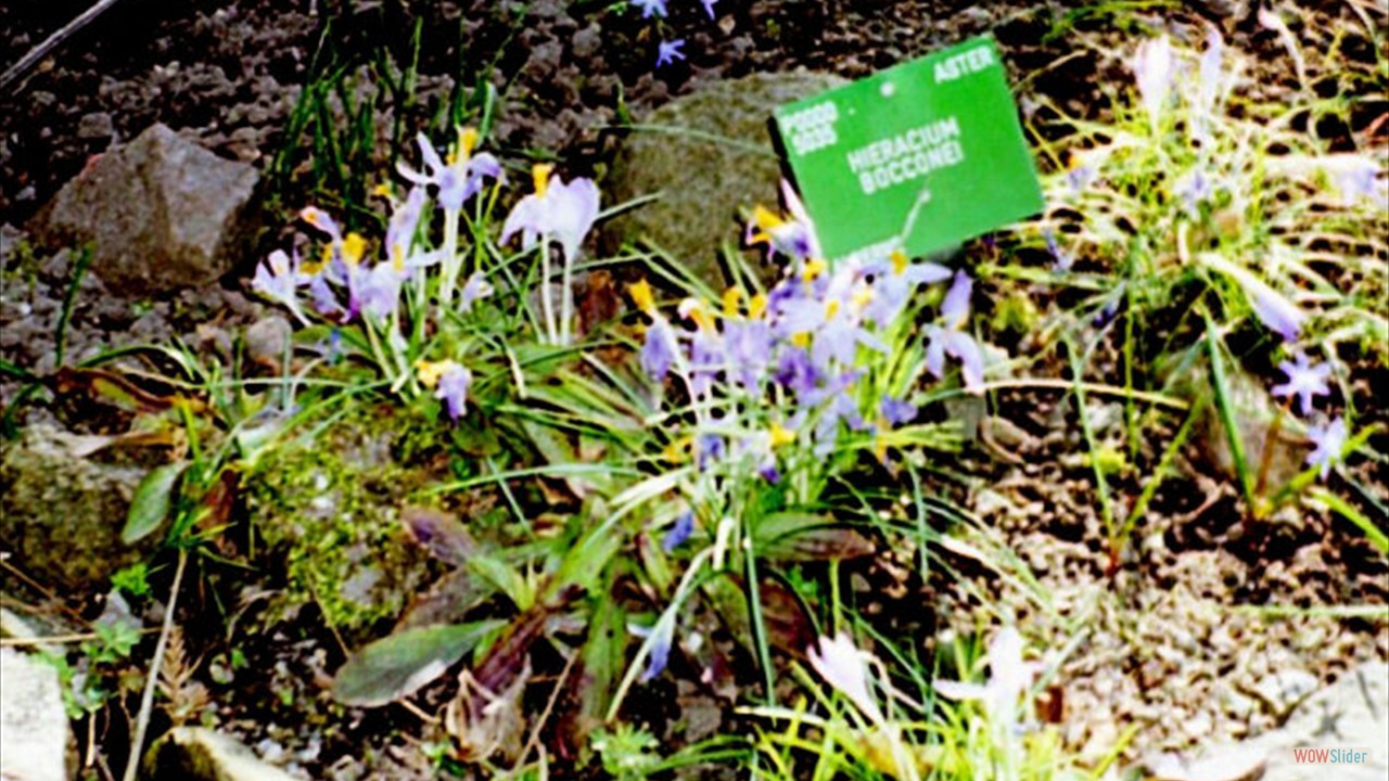 Botanic-Garden10