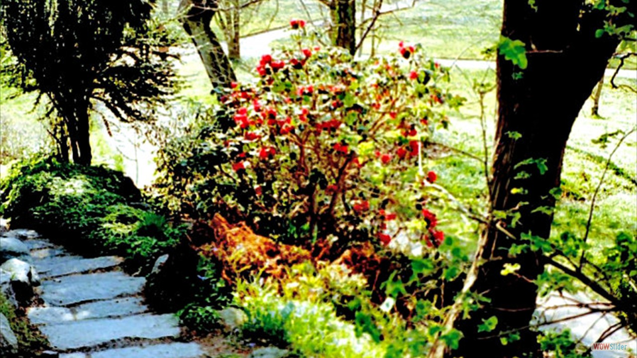 Botanic-Garden11