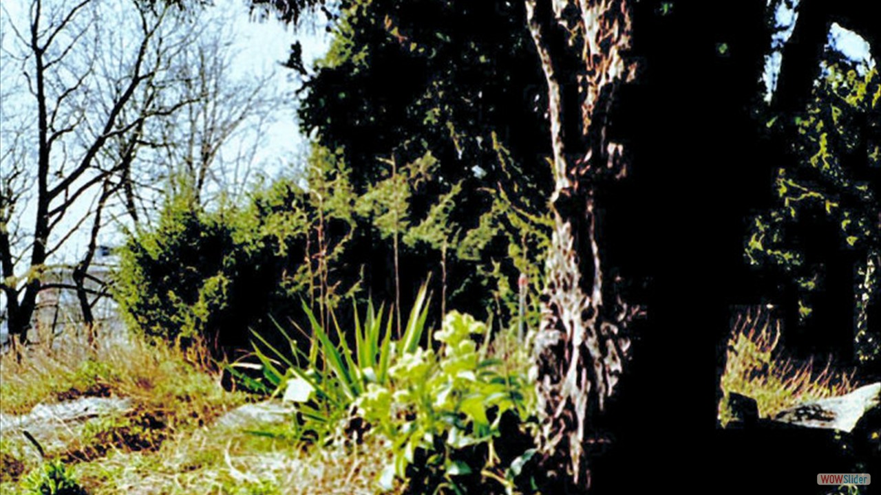 Botanic-Garden13