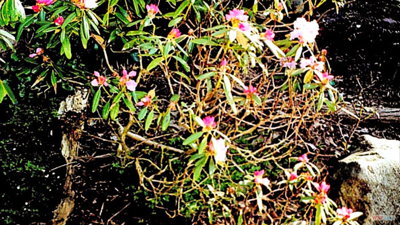 Botanic-Garden6