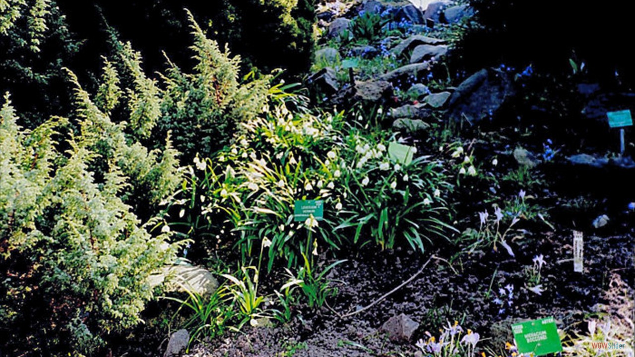 Botanic-Garden9